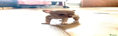 Chihuahua Puppy 2