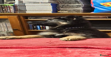 German Shepherd dogs - Advert 14