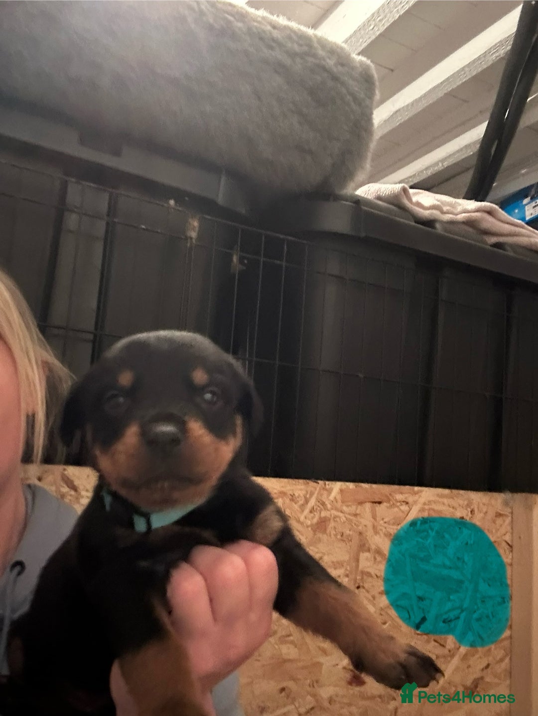 Rottweiler dogs for sale: Kc reg. Rottweiler pups. Ready 17 Jan - Advert 4