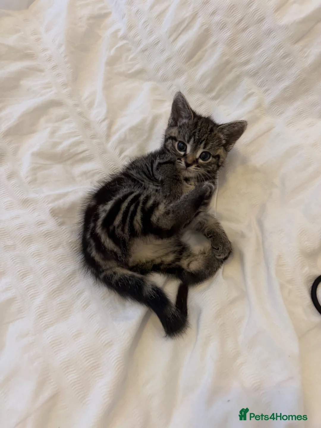 Siamese cats for sale: SIAMESE KITTEN,  - Advert 8