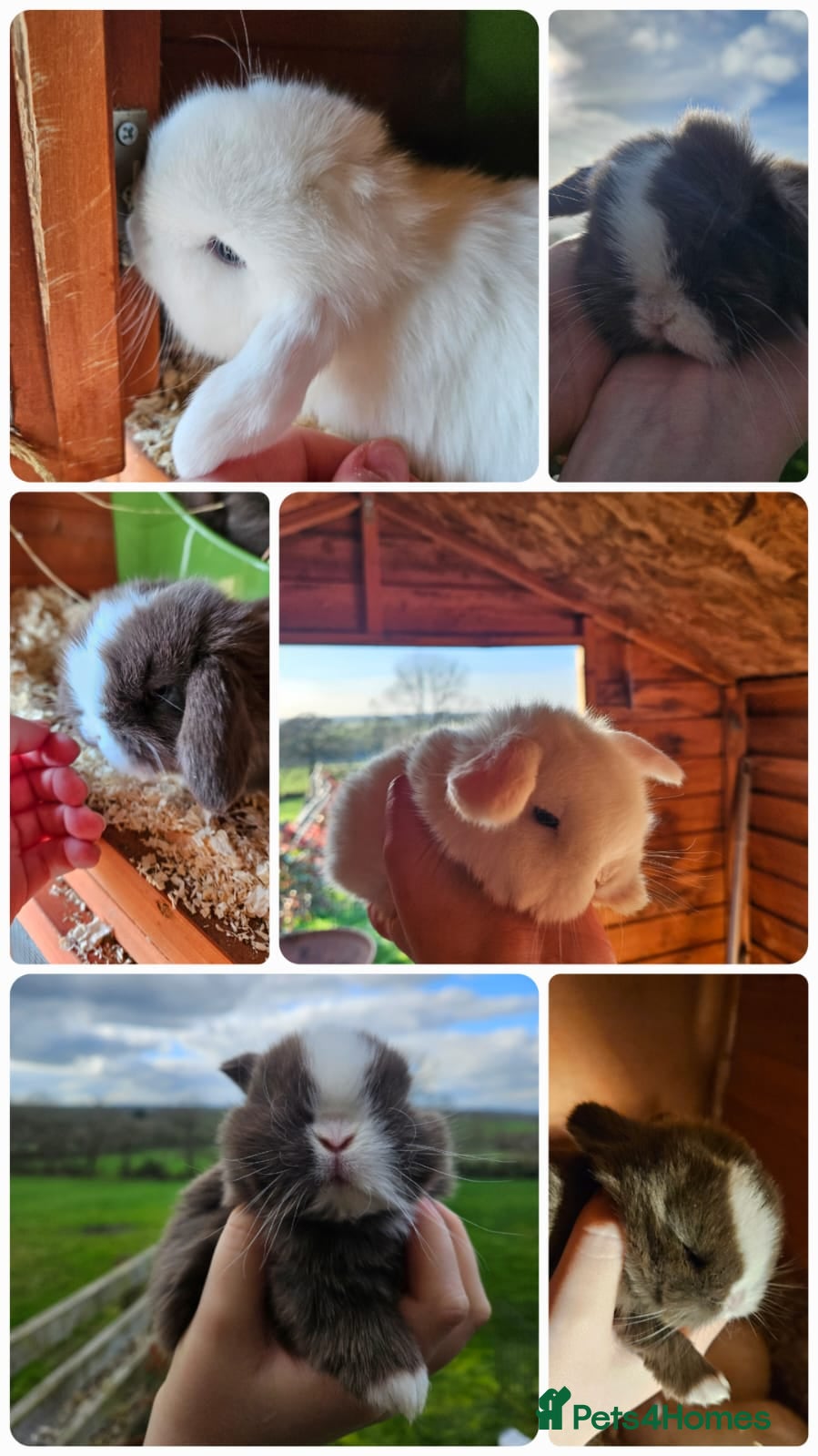 Mini Lop rabbits 🤎Gorgeous Purebred mini lops 🤎 - Advert 1