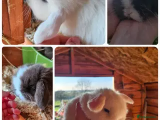 Mini Lop rabbits 🤎Gorgeous Purebred mini lops 🤎 - Advert 1