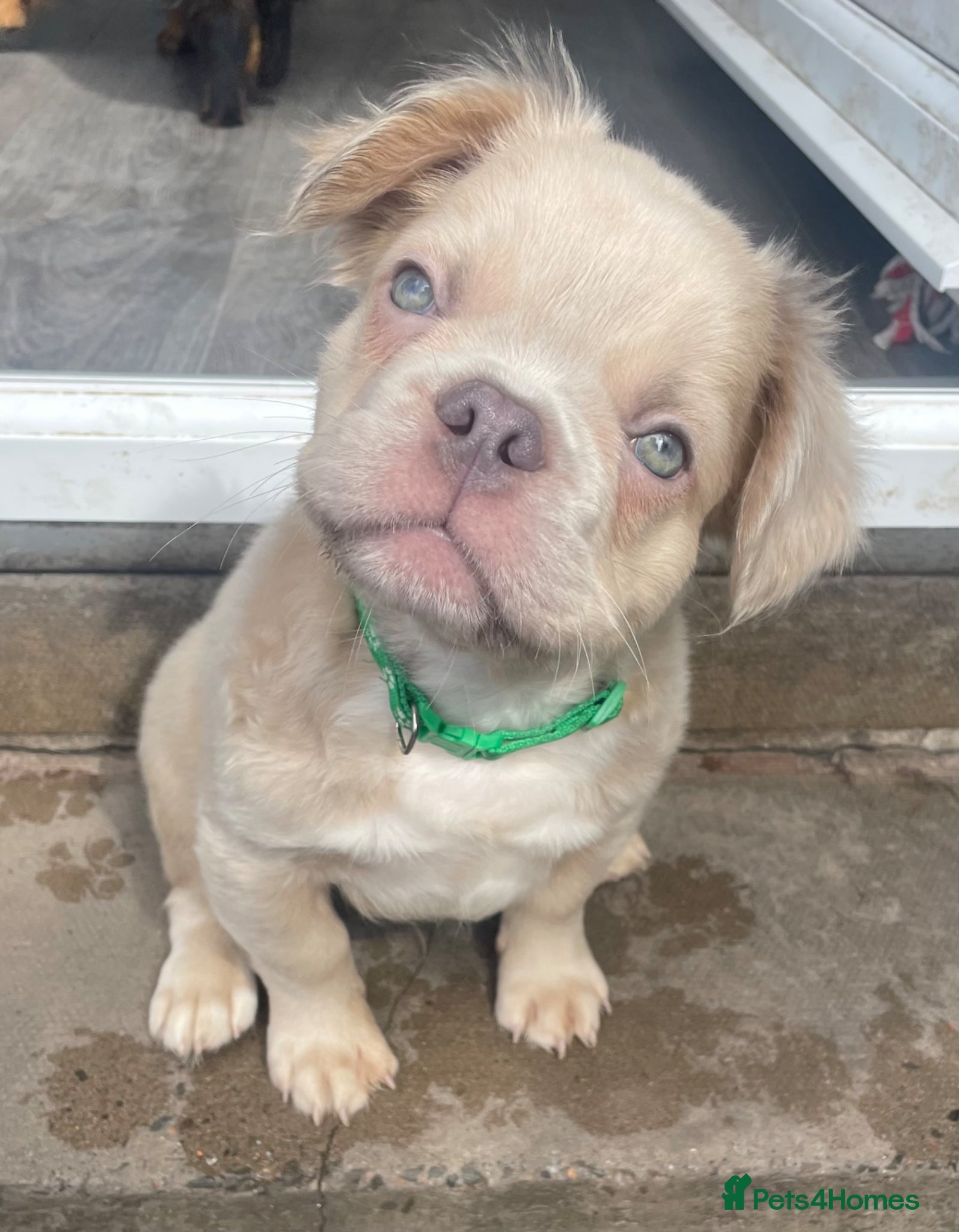 French Bulldog dogs 🔥 Male Platinum Fluffy Frenchie -Carrying PINK - Advert 2