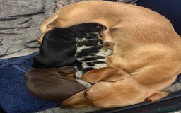 Miniature Dachshund dogs for sale: Miniature dachshund puppies  - Image 1