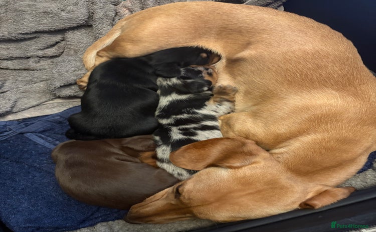 Miniature Dachshund dogs - Advert 12