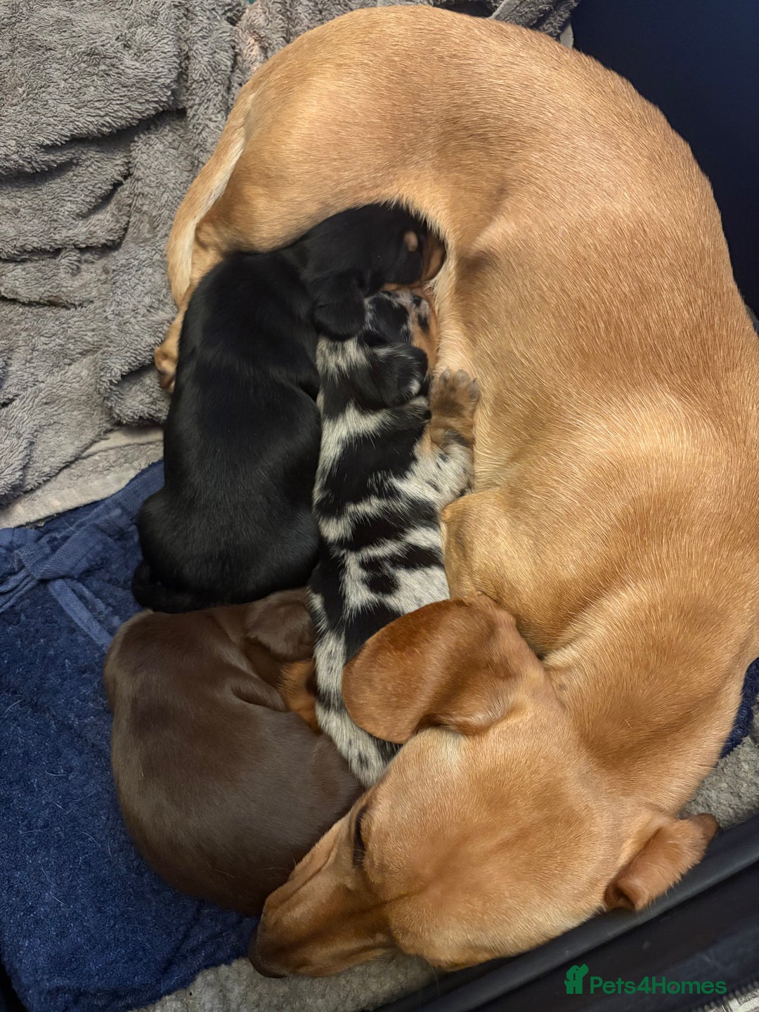 Miniature Dachshund dogs for sale: Miniature dachshund puppies  - Image 1
