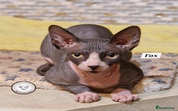 Sphynx cats for sale: Canadian Sphynx beautiful kittens 😸  in Aldershot - Image 1