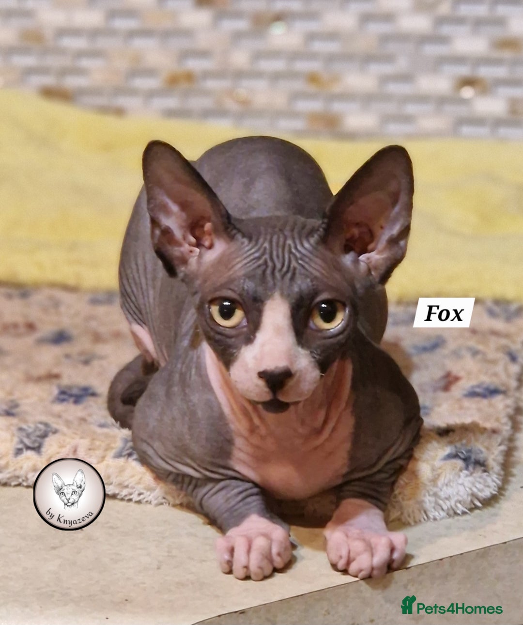 Sphynx cats for sale: Canadian Sphynx beautiful kittens 😸  in Aldershot - Image 1