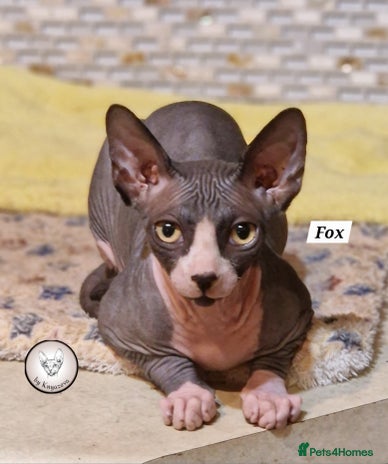 Sphynx cats for sale in Aldershot - Advert 1