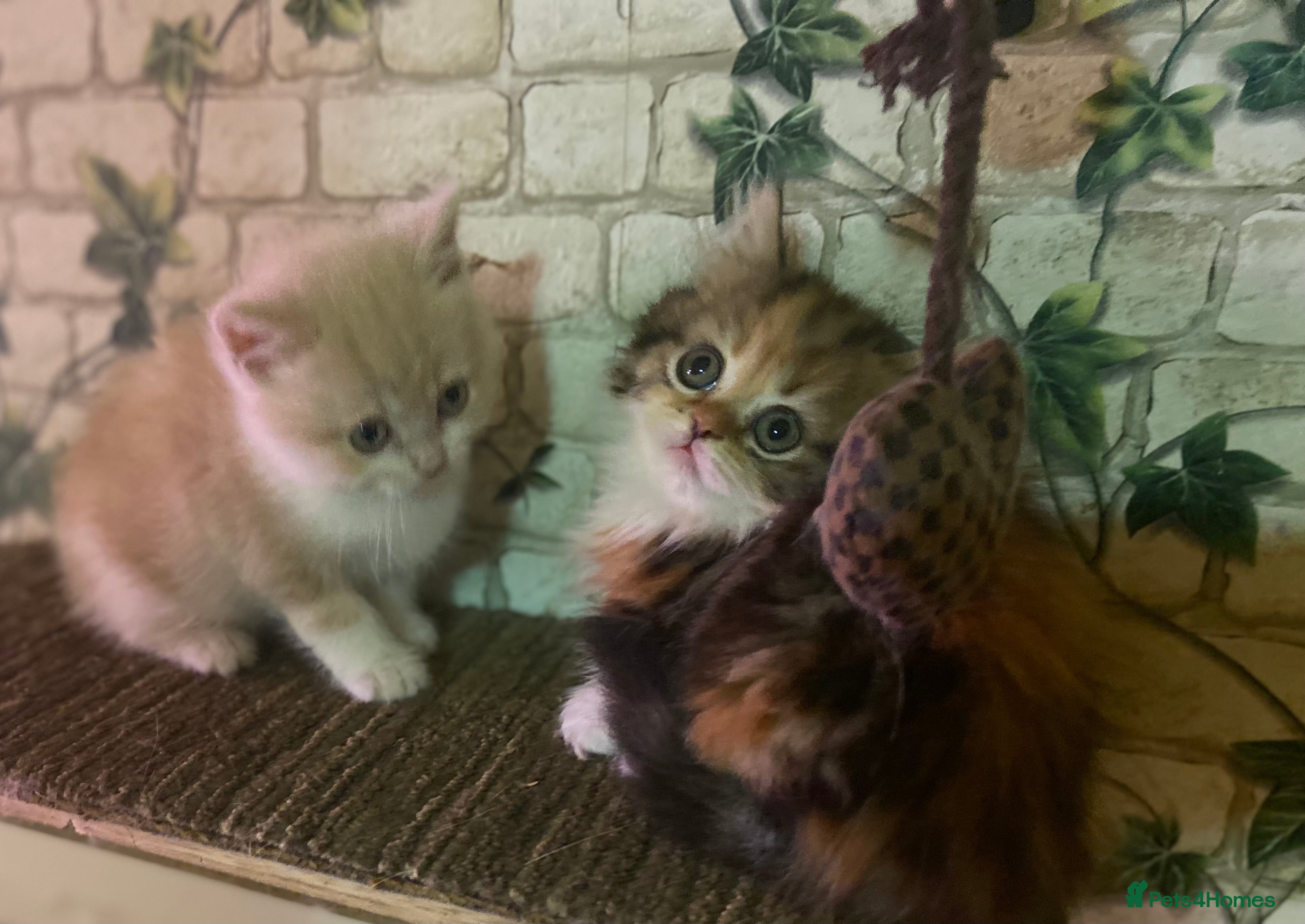 Munchkin cats Full Pedigree Munchkin Kittens - Advert 1