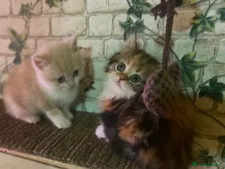 Munchkin cats Full Pedigree Munchkin Kittens - Advert 15