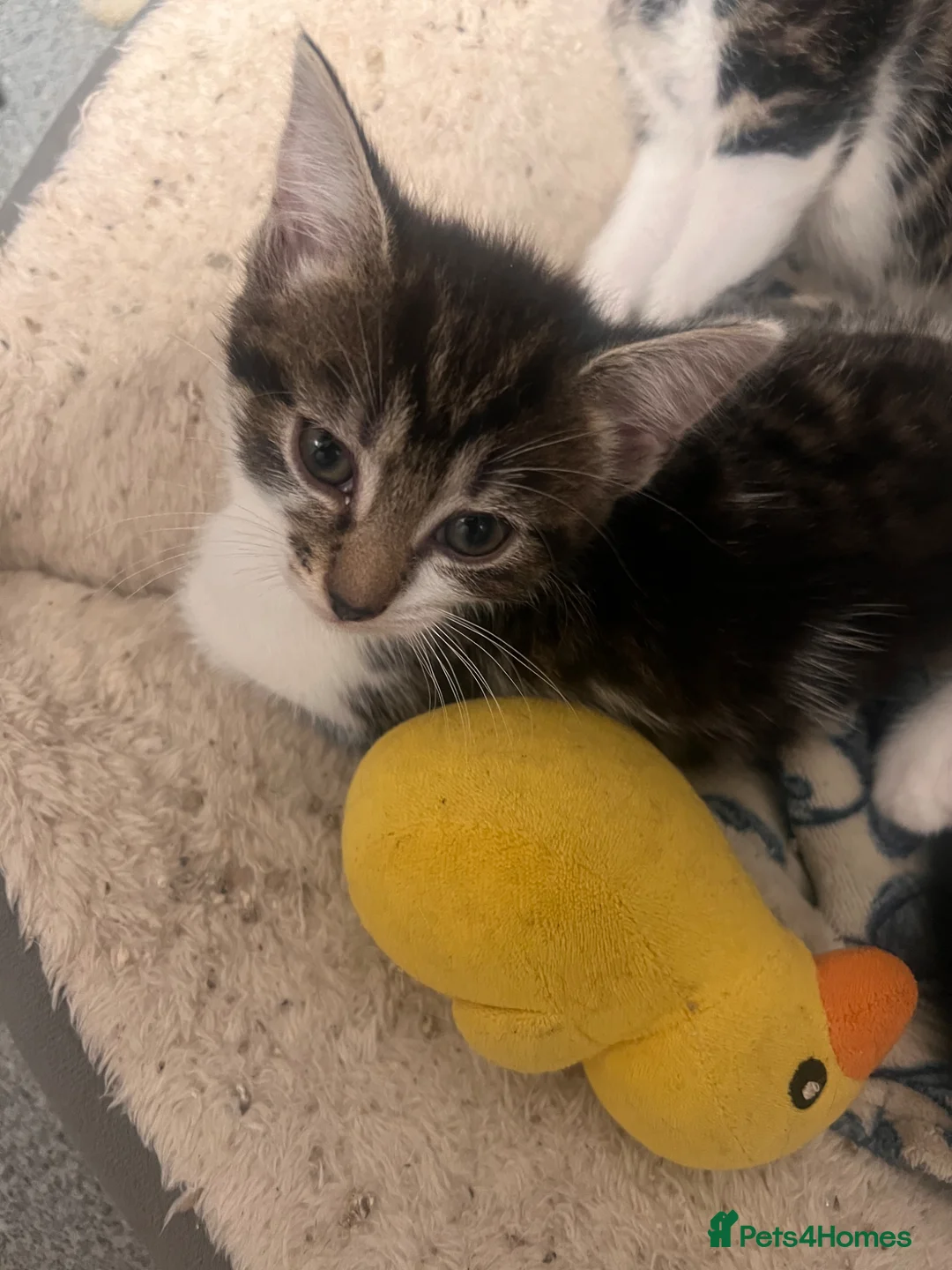 Mixed Breed cats for sale: Last 2 kittens  - Advert 2
