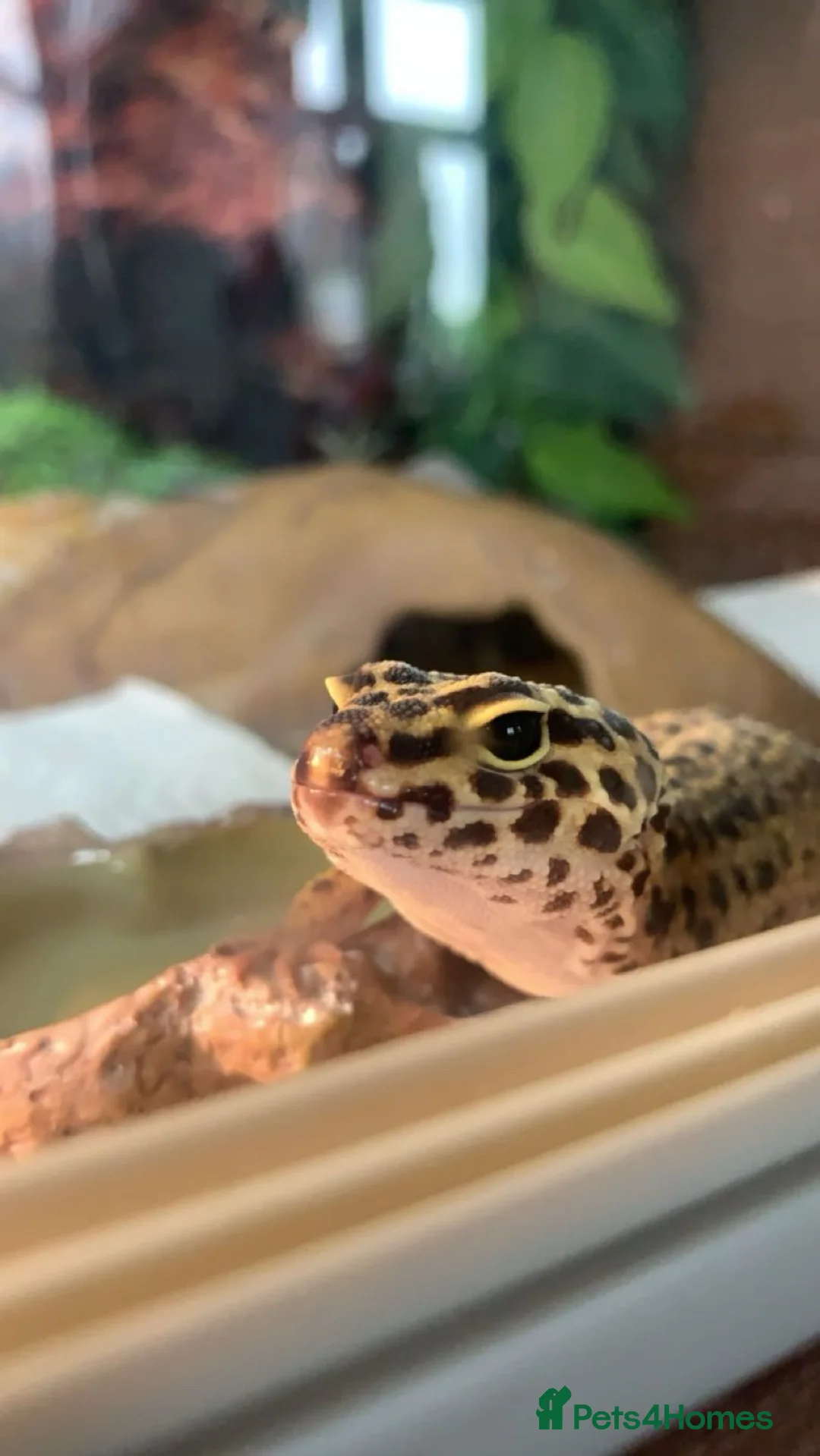 Leopard Gecko reptiles for sale: Leopard print gecko  in Bradford - Advert 2