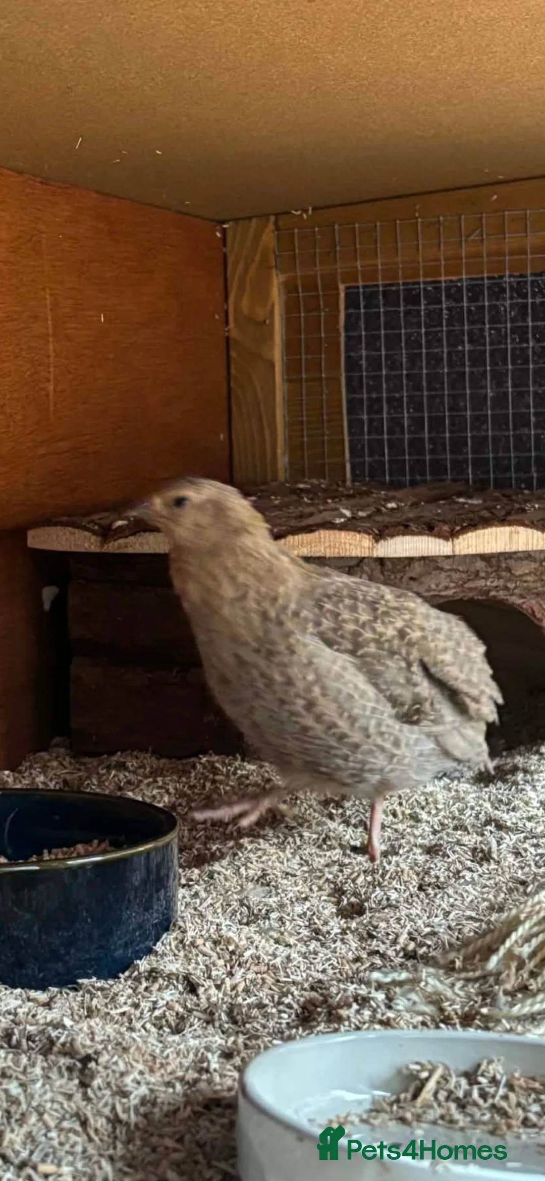 Quail poultry for sale: Male Celadon Quails.  in Harrow - Advert 4