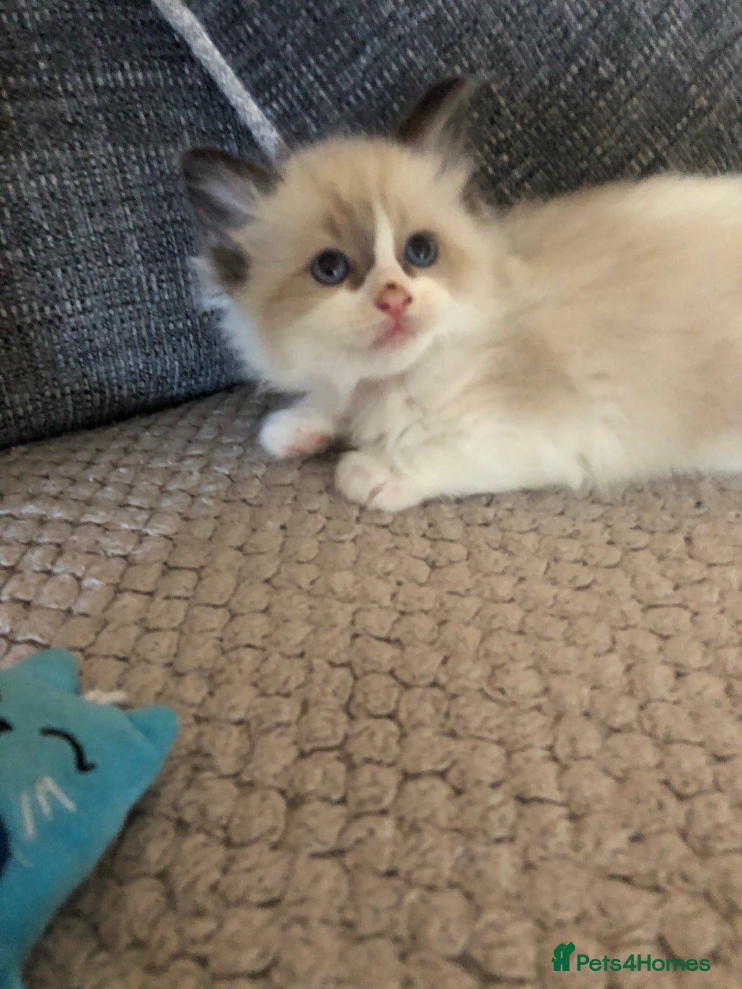 Ragdoll cats for sale: Beautiful Ragdoll kitties - Advert 9