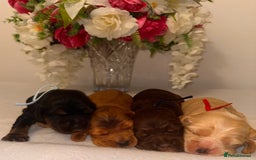 Cocker Spaniel dogs for sale: 🐶🐾beautiful show cocker spaniel puppy’s 🐶🐾 - Image 12