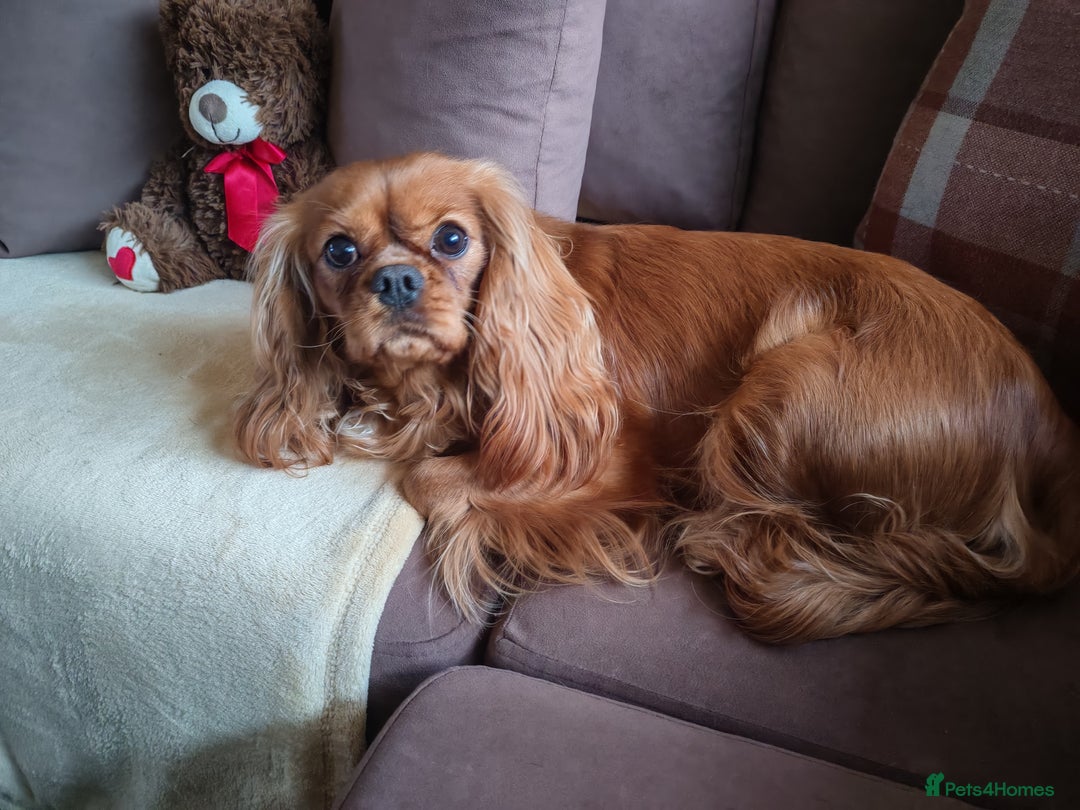 Cavalier King Charles Spaniel dogs for sale: KC Beautiful Cavalier King Charles puppies - Image 26