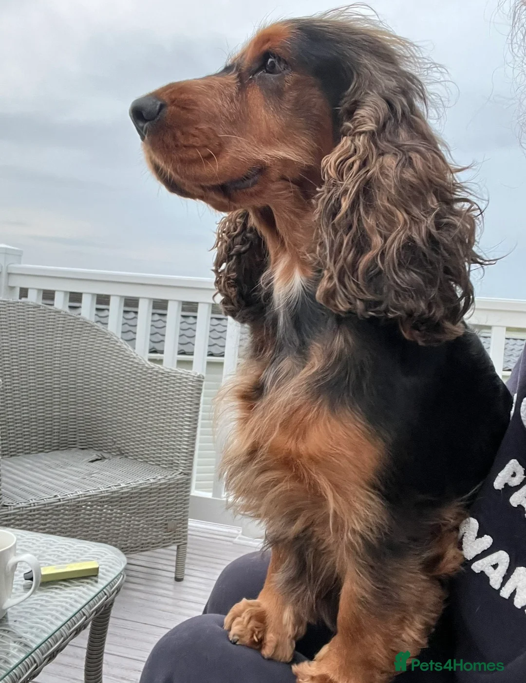 Cocker Spaniel dogs for sale: ✨Heath tested true to type KC show cockers✨ - Advert 17