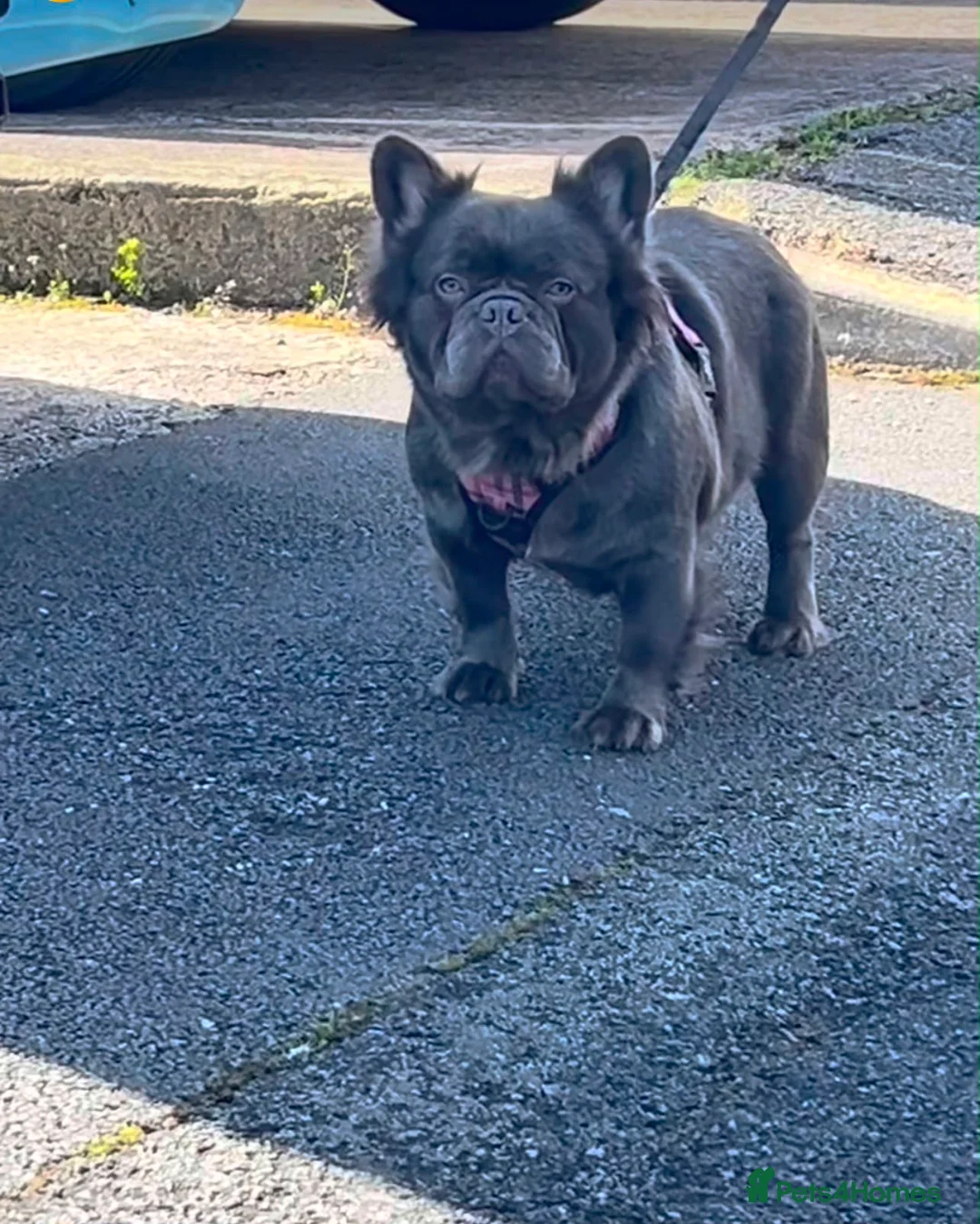French Bulldog dogs for sale: Fluffy Frenchie girl in Romford - Advert 4