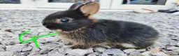 Netherland Dwarf rabbits for sale: Netherland dwarfs - Advert 2
