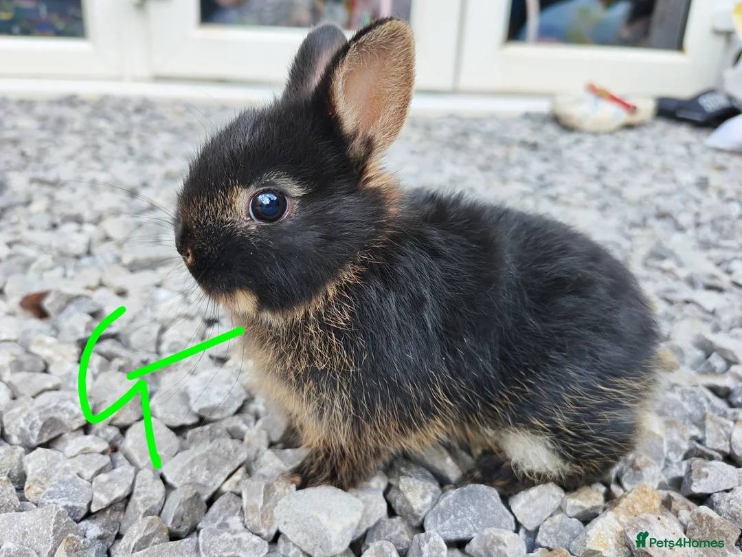 Netherland Dwarf rabbits for sale: Netherland dwarfs - Advert 2