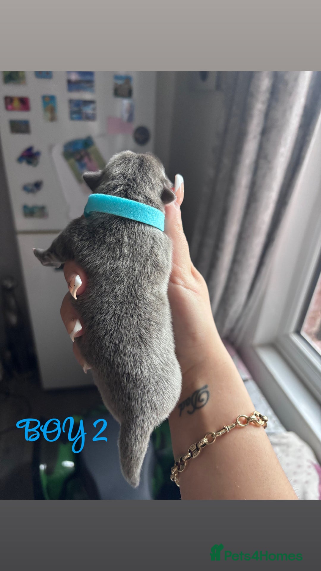 Mixed Breed dogs for sale: Chowpom puppies - Advert 8