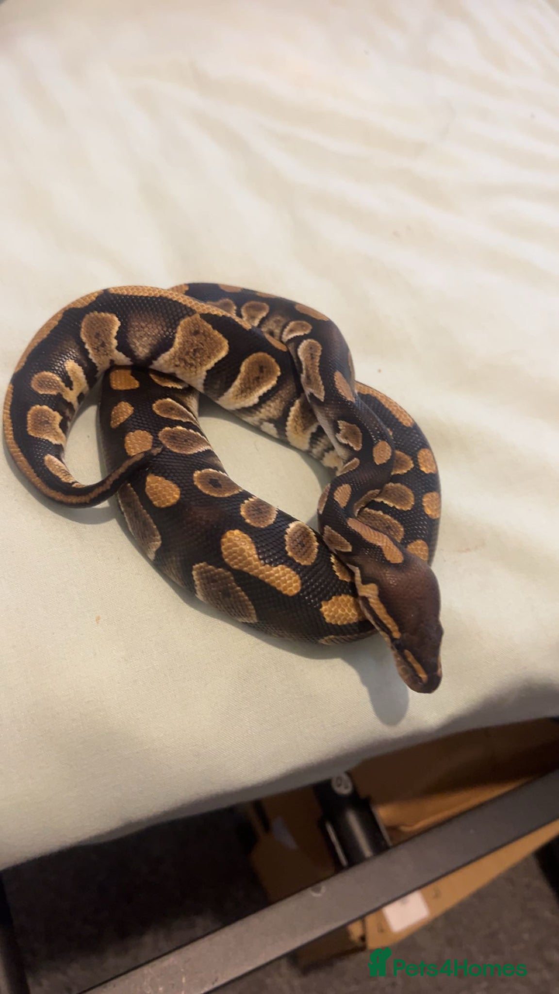 Python Snake reptiles Ball python with 4x2x2 viv - Advert 7