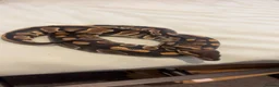 Python Snake reptiles for sale: Ball python with 4x2x2 viv in Hartlepool - Advert 1