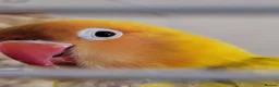 Lovebirds birds for sale: Female Lovebird Looking for Loving Home – SE26 - Advert 1
