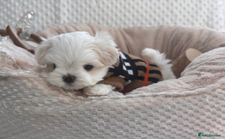 Maltese dogs - Advert 3