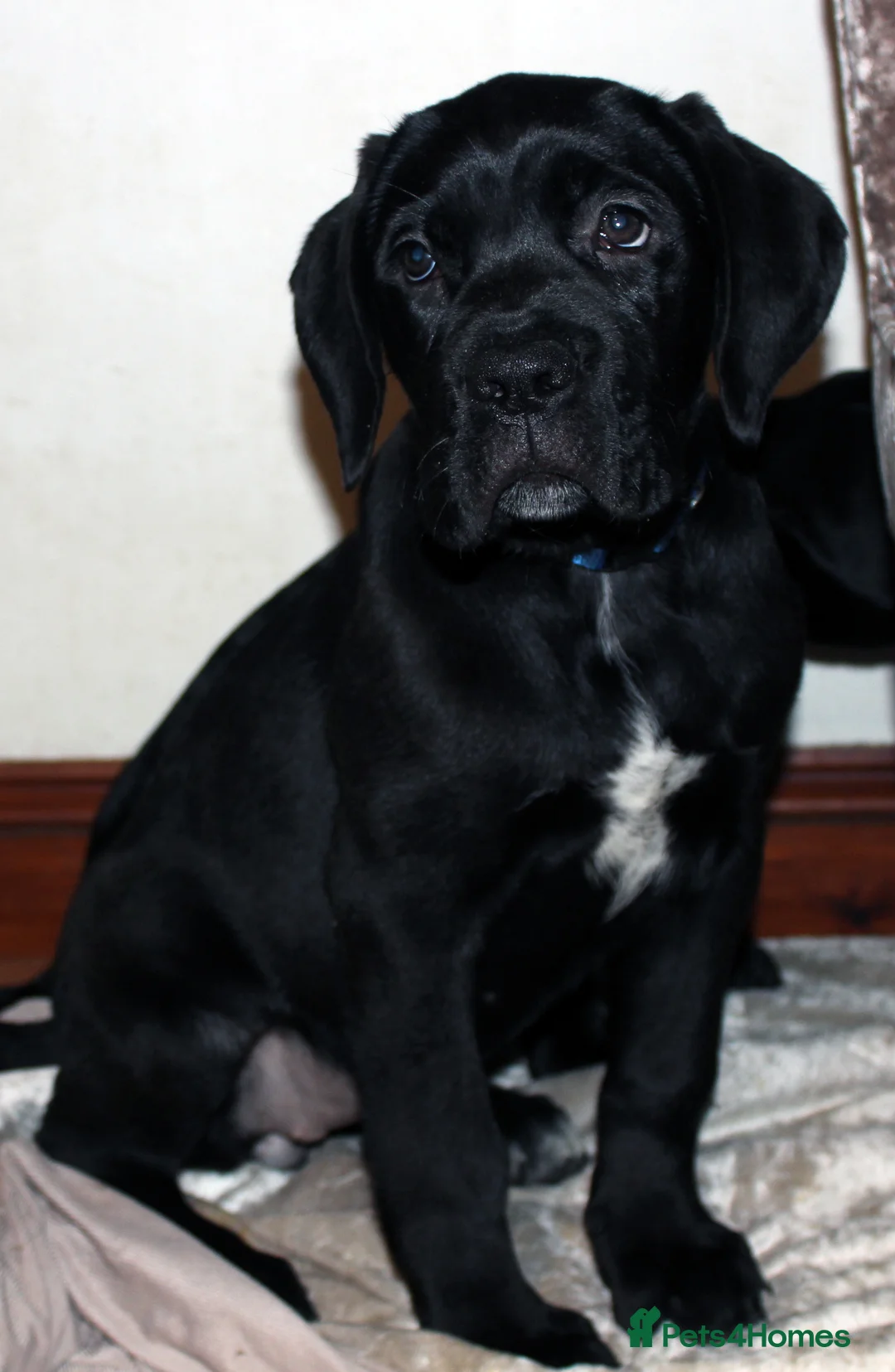 Cane Corso dogs for sale: PRICE DOWN, 1 BOY 2 GIRLS LEFT - Advert 7