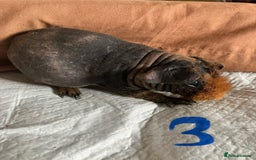 Guinea Pig rodents for sale: Well handled skinny pigs.  - Image 6