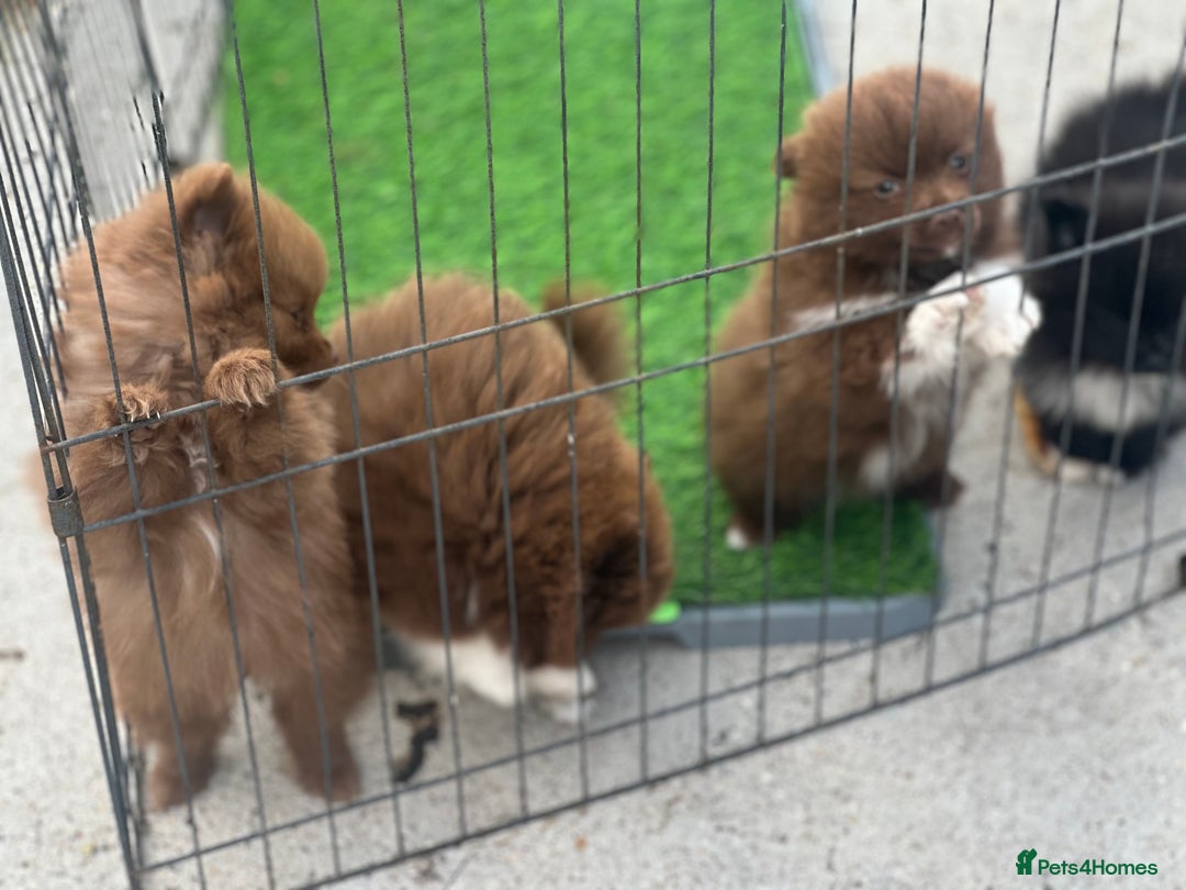 Pomeranian dogs for sale: Pomeranian puppies  - Image 12