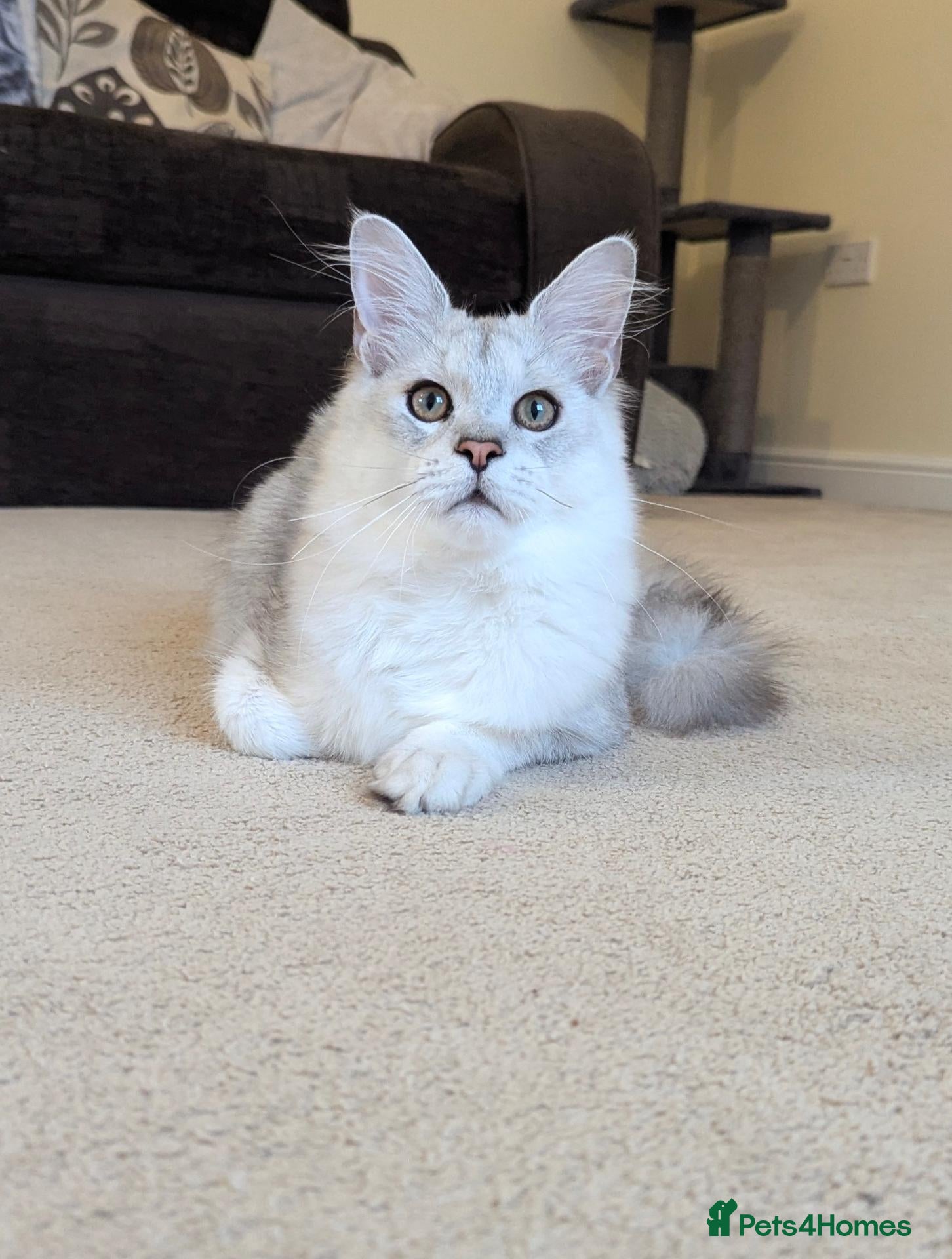 Maine Coon cats Tica Registered Shaded Kitten - Advert 2