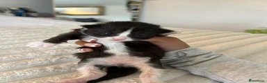 Mixed Breed Kitten 4