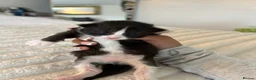Mixed Breed cats for sale: 4 Kittens for sale - 2 male 2 female! - Advert 3
