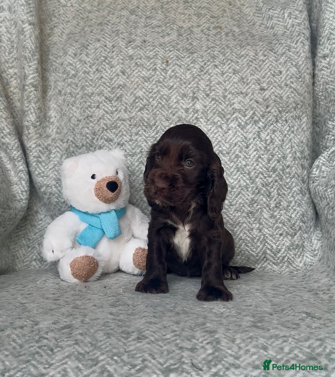 Cocker Spaniel dogs for sale: Ready Now! KC Show Type Cocker Spaniel Pups  - Image 14