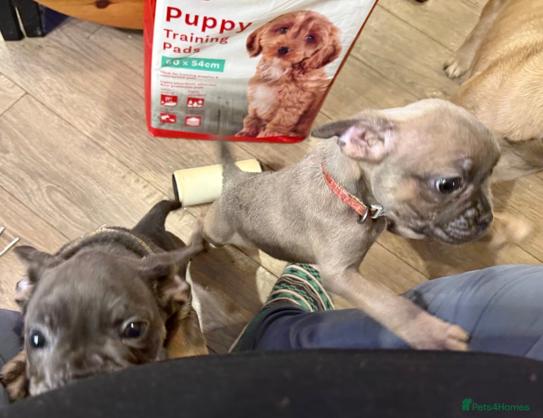 Mixed Breed dogs for sale: French bulldog cross puppies  - Advert 4