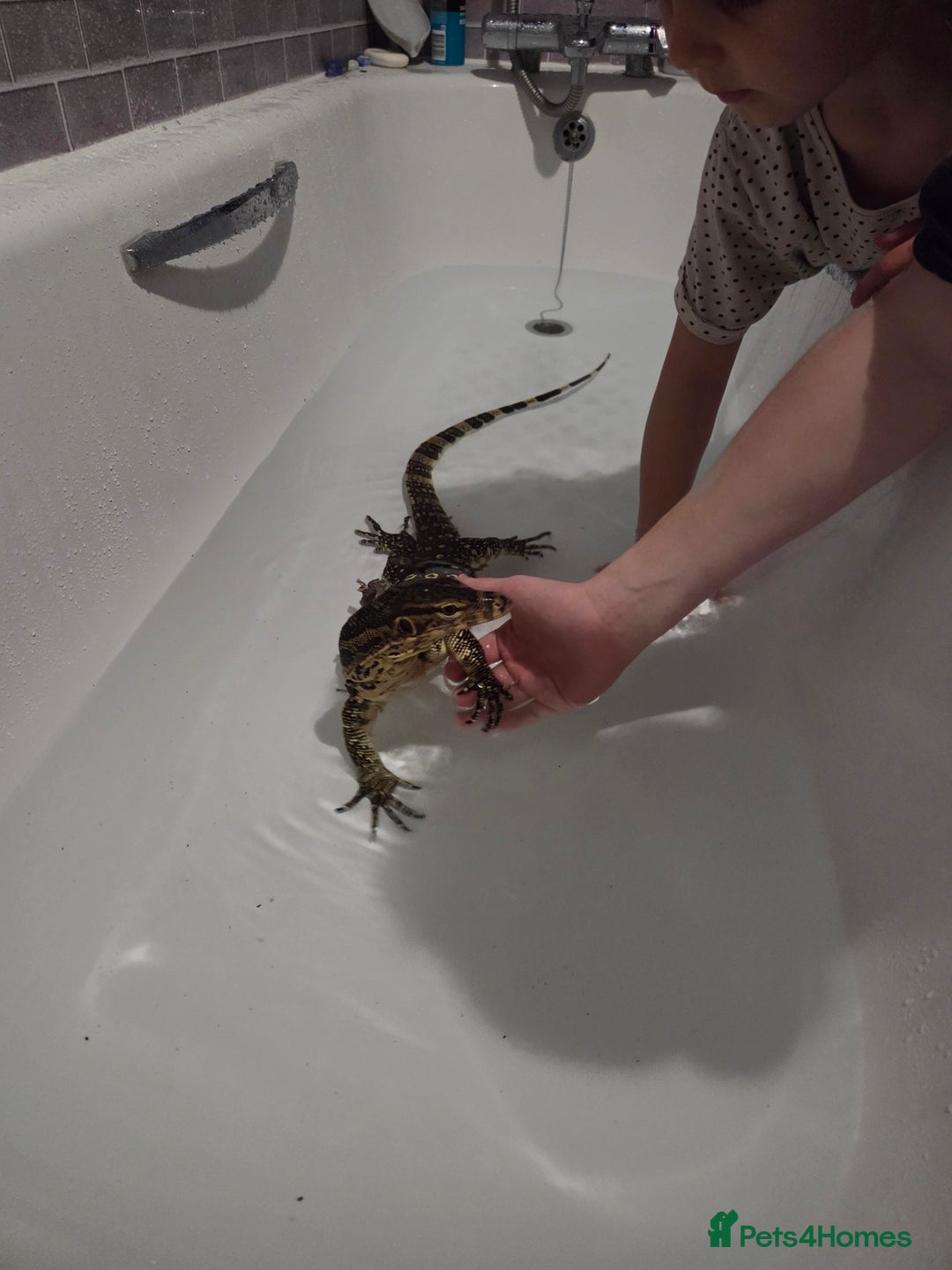 Monitor reptiles for sale: Asian water monitor  - Image 3