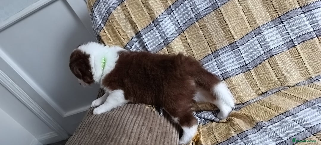 Australian Shepherd dogs for sale: Australian Shepherd puppies looking for new home in Peterborough - Image 15