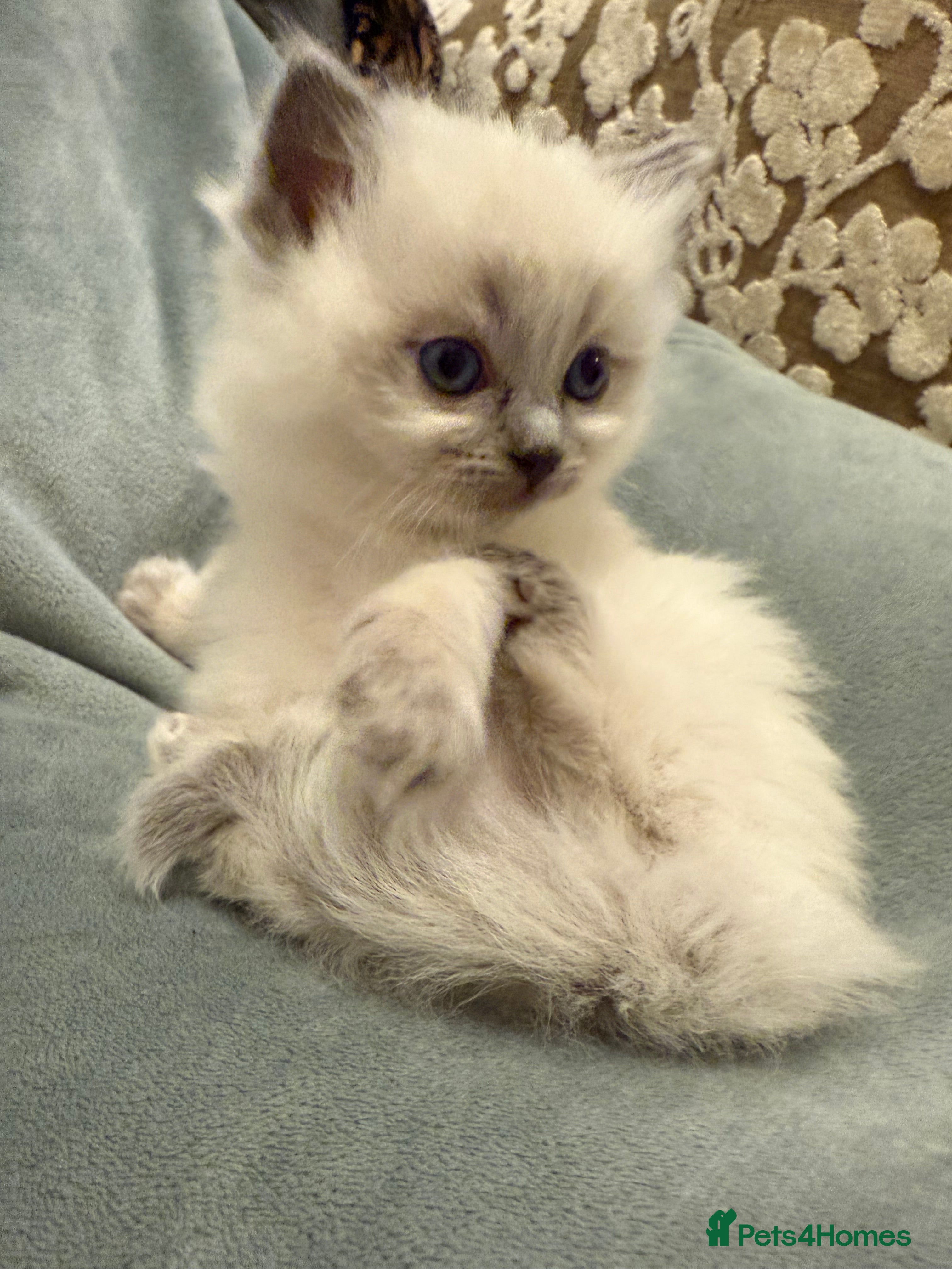 Ragdoll cats A small fluffy bundle of joy - Advert 2