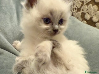 Ragdoll cats A small fluffy bundle of joy - Advert 2