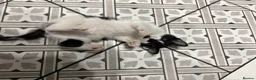Mixed Breed cats for sale: *Ready to leave* black and white kitten - Advert 4