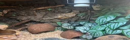 Snake reptiles for sale: Stunning Western Hognose female. With full set up - Advert 5