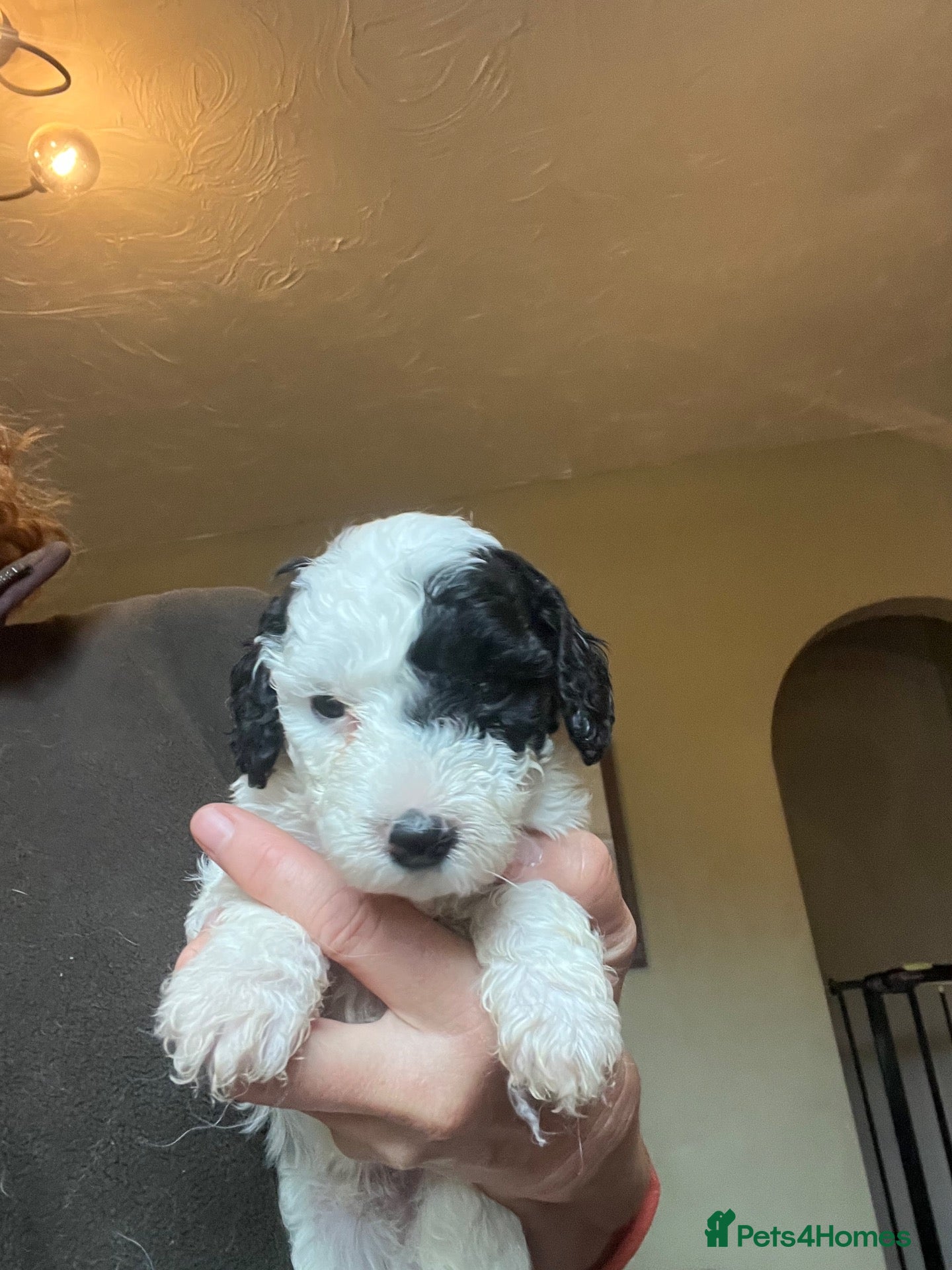 Bordoodle dogs F1b Bordoodle extensive genetic test clear - Advert 1