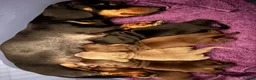 Miniature Dachshund dogs for sale: Two beautiful miniature Dacshund chocolate girls in Glasgow - Advert 5