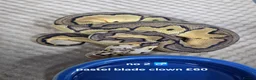 Python Snake reptiles for sale:  Various ball pythons  - Advert 5