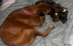 Boxer dogs for sale: Gorgeous litter of tailed and bob tailed boxers  - Image 2