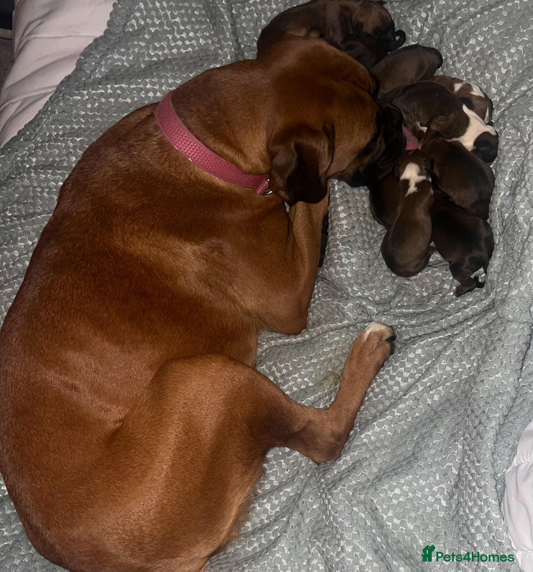 Boxer dogs for sale: Gorgeous litter of tailed and bob tailed boxers  - Image 2