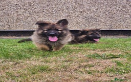 German Shepherd dogs for sale: KC REGISTERED HEALTH TESTED PARENTS READY NOW - Image 17